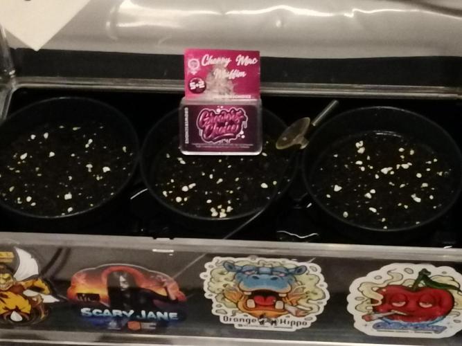 Die nächste Kirsche. Week 0