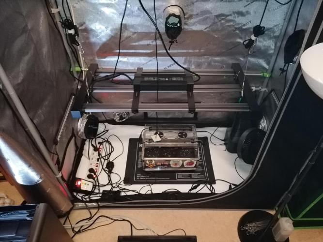 Die nächste Kirsche. Week 0