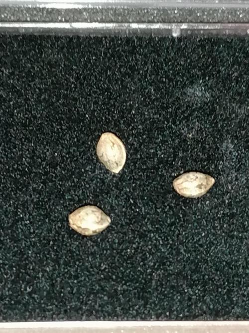 Die nächste Kirsche. Week 0