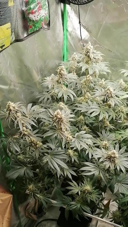 Nectar Drip (Zamnesia&TICAL)