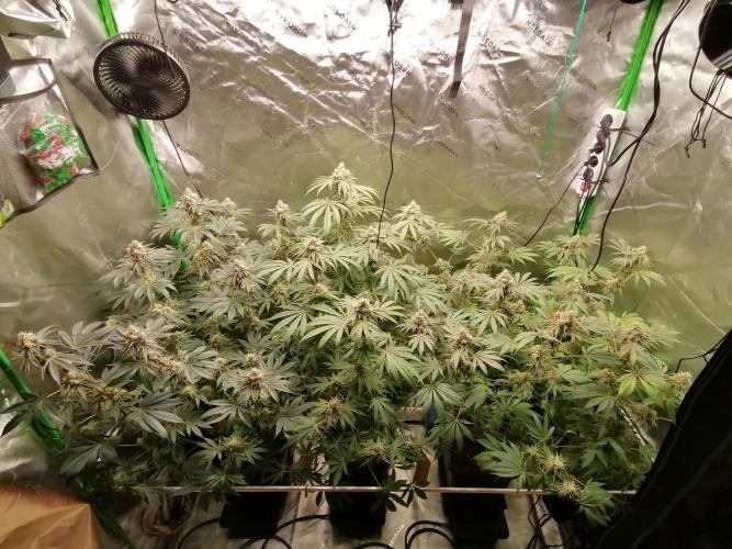 Nectar Drip (Zamnesia&TICAL). Week 13 - Tag 47 Blüte 