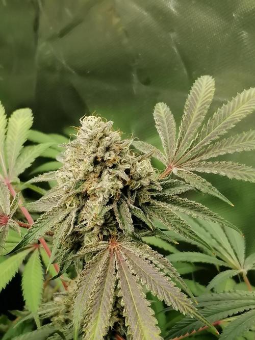 Nectar Drip (Zamnesia&TICAL). Week 14 - Rechts