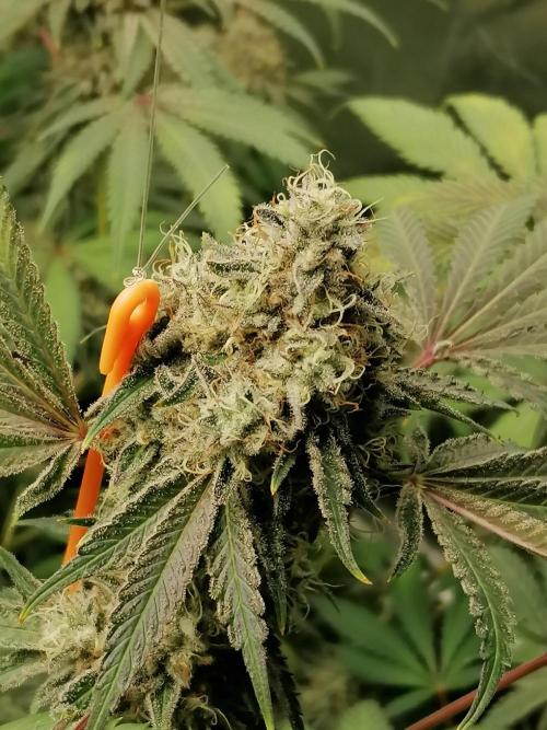 Nectar Drip (Zamnesia&TICAL). Week 14 - Rechts