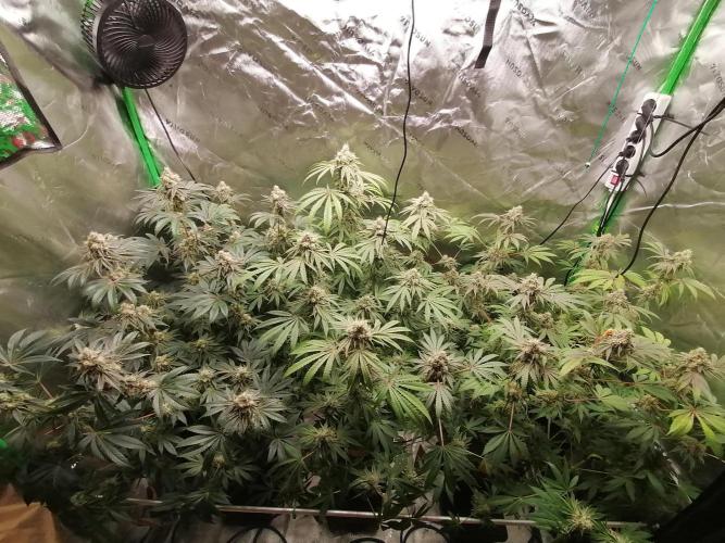 Nectar Drip (Zamnesia&TICAL). Week 14