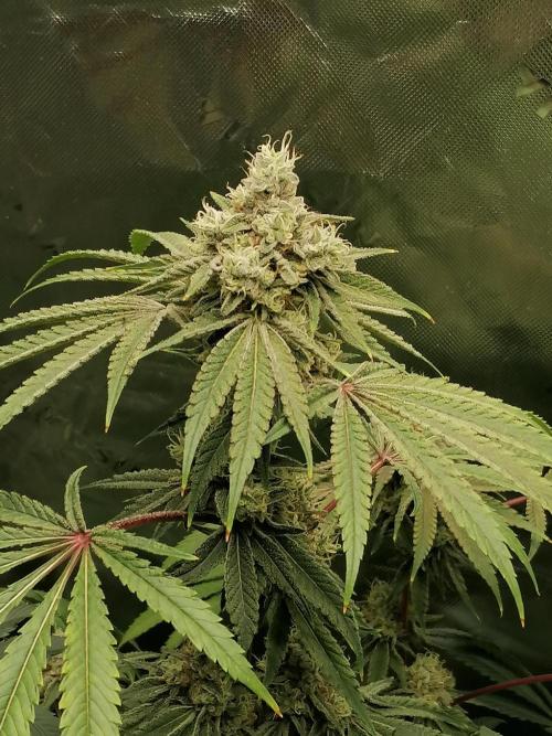 Nectar Drip (Zamnesia&TICAL). Week 14 - Mitte