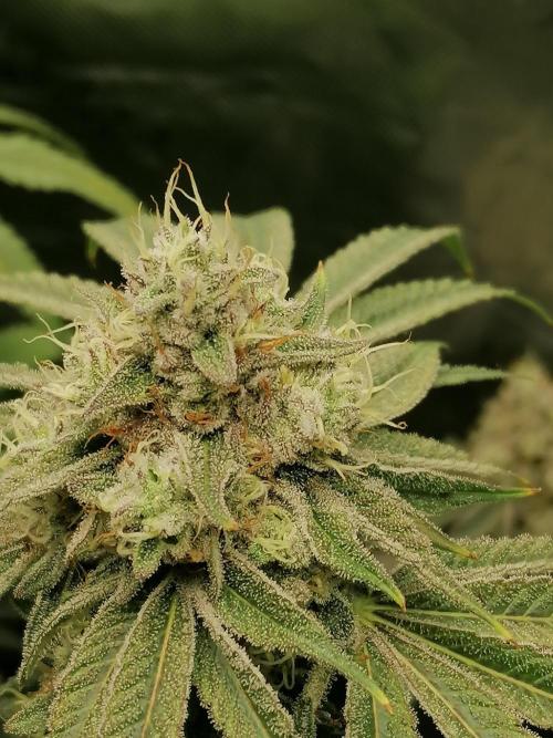 Nectar Drip (Zamnesia&TICAL). Week 14 - Mitte