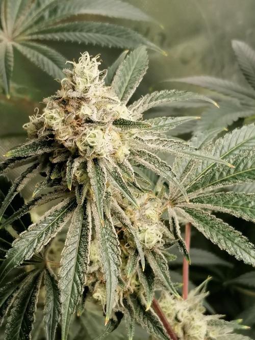 Nectar Drip (Zamnesia&TICAL). Week 14 - Links