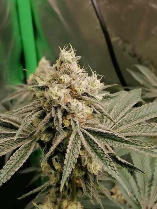 Nectar Drip (Zamnesia&TICAL). Week 14 - Links