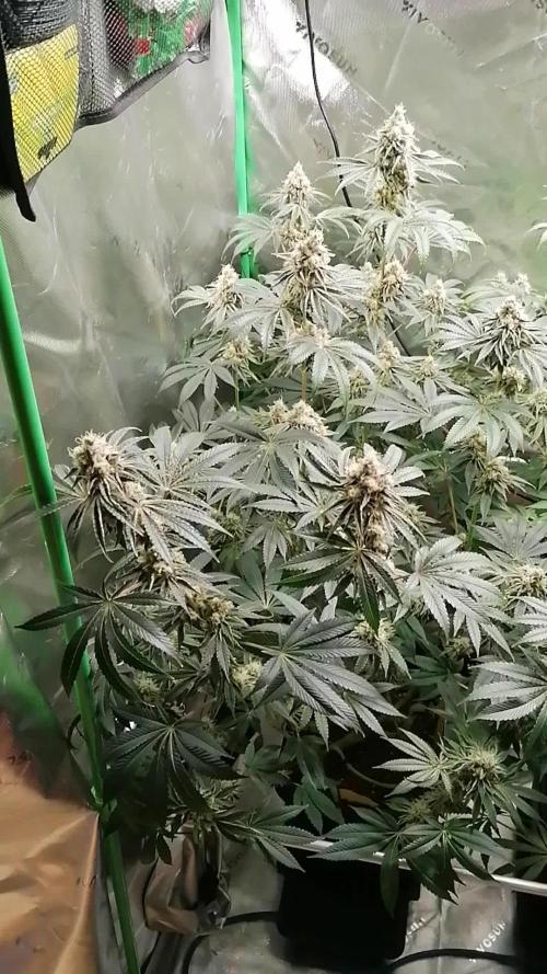 Nectar Drip (Zamnesia&TICAL)