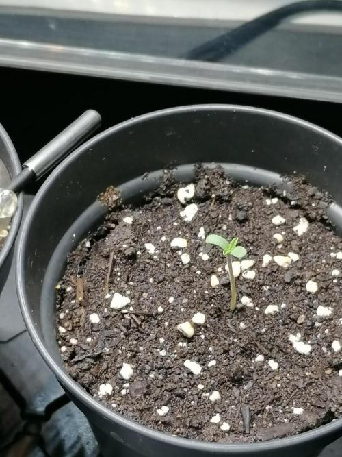 Die nächste Kirsche. Week 0 - 3. Tag 