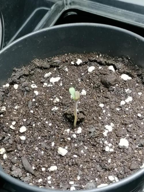 Die nächste Kirsche. Week 0 - 3. Tag