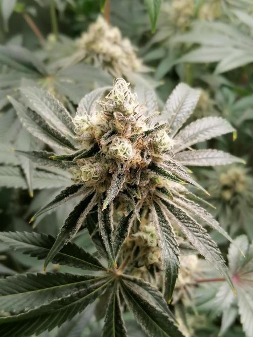 Nectar Drip (Zamnesia&TICAL). Week 14 - Blütetag 53
Links