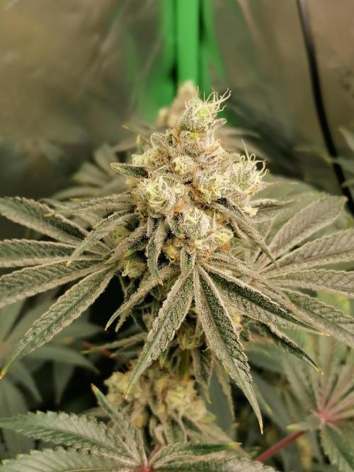 Nectar Drip (Zamnesia&TICAL). Week 14 - Blütetag 53
Mitte