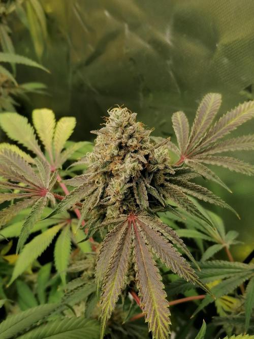 Nectar Drip (Zamnesia&TICAL). Week 14 - Blütetag 53
Rechts