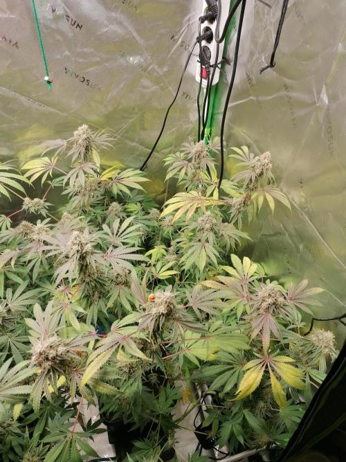 Nectar Drip (Zamnesia&TICAL). Week 14 - Blütetag 53
Rechts