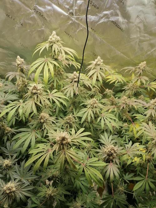 Nectar Drip (Zamnesia&TICAL). Week 14 - Blütetag 53
Mitte