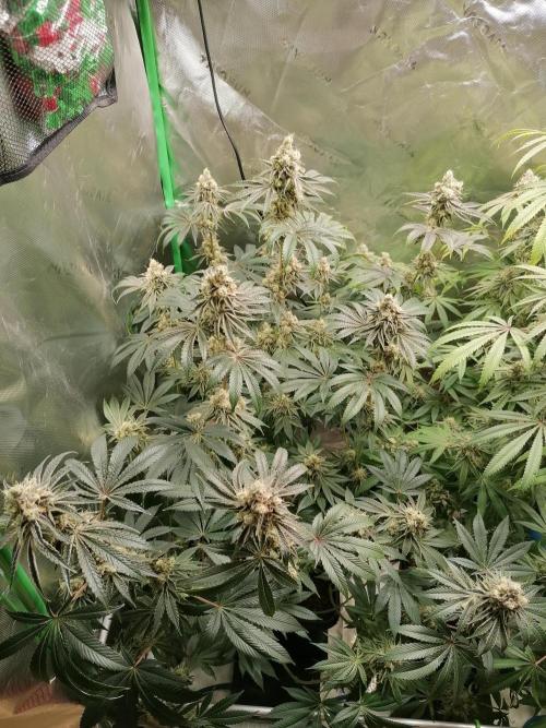 Nectar Drip (Zamnesia&TICAL). Week 14 - Blütetag 53
Links