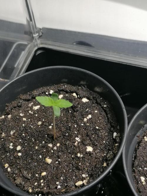 Die nächste Kirsche. Week 0 - Tag7