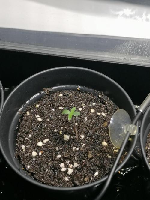 Die nächste Kirsche. Week 0 - Tag7