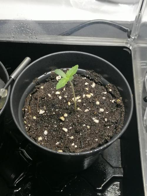 Die nächste Kirsche. Week 0 - Tag7