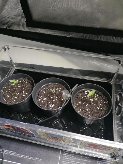 Die nächste Kirsche. Week 0 - Tag7