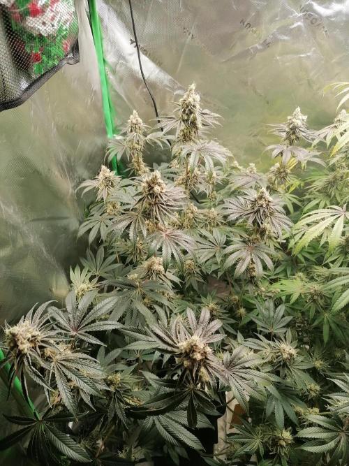 Nectar Drip (Zamnesia&TICAL). Week 15