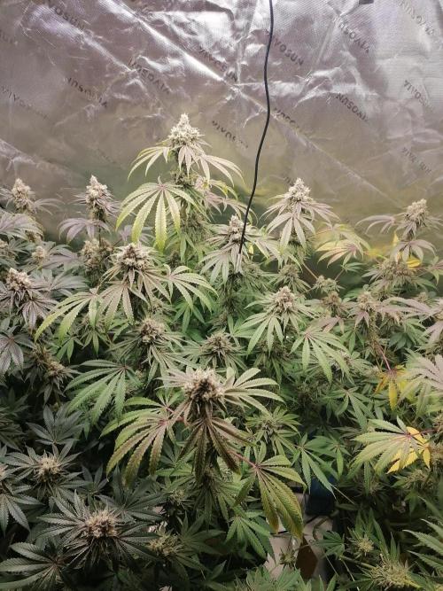 Nectar Drip (Zamnesia&TICAL). Week 15