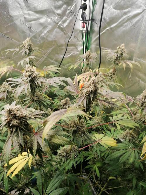 Nectar Drip (Zamnesia&TICAL). Week 15