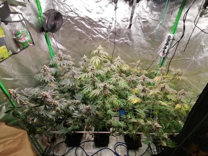 Nectar Drip (Zamnesia&TICAL). Week 15