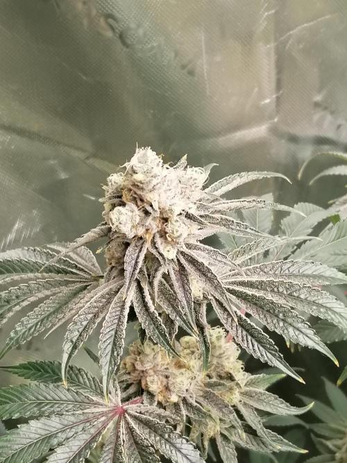 Nectar Drip (Zamnesia&TICAL). Week 15 - Links