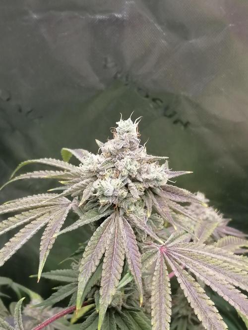 Nectar Drip (Zamnesia&TICAL). Week 15 - Mitte