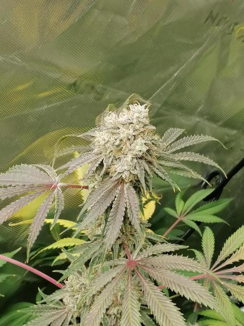 Nectar Drip (Zamnesia&TICAL). Week 15 - Rechts