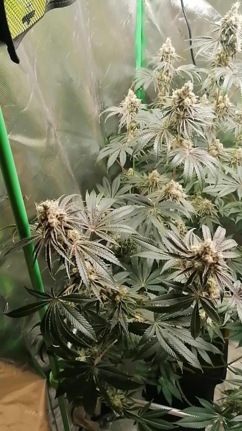 Nectar Drip (Zamnesia&TICAL)