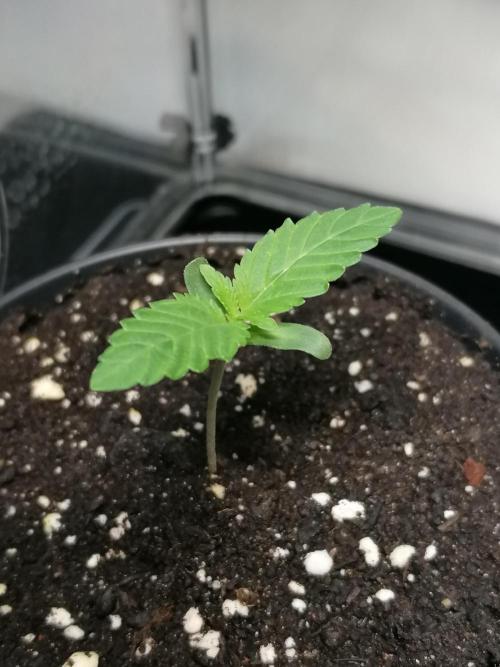 Die nächste Kirsche. Week 1 - links