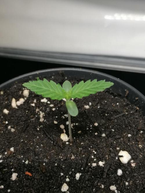 Die nächste Kirsche. Week 1 - mitte