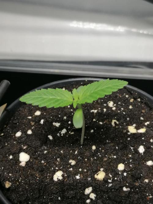 Die nächste Kirsche. Week 1 - rechts