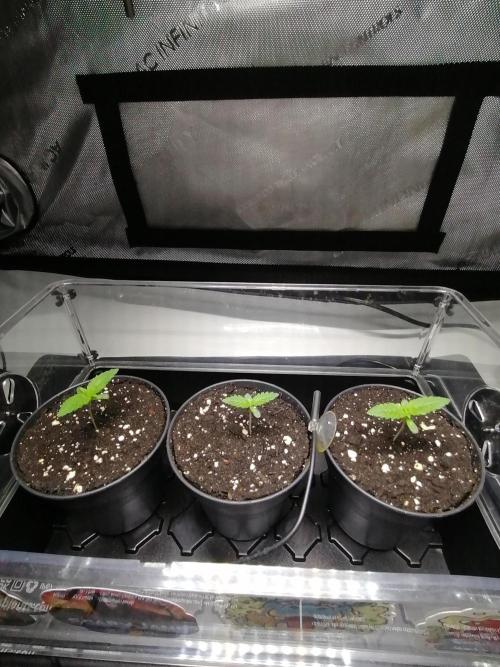 Die nächste Kirsche. Week 1