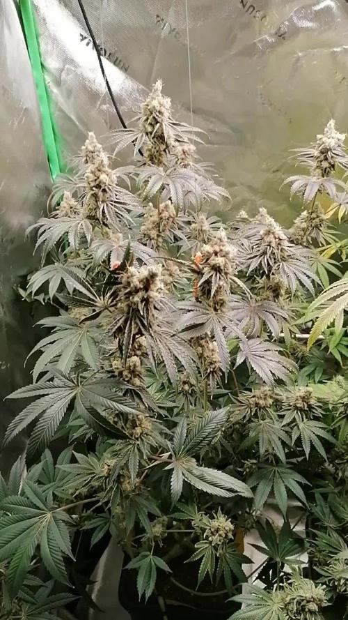 Nectar Drip (Zamnesia&TICAL)