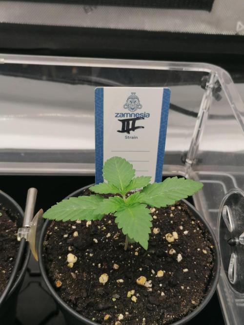 Die nächste Kirsche. Week 1 - Tag5