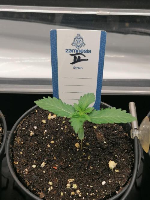 Die nächste Kirsche. Week 1 - Tag5