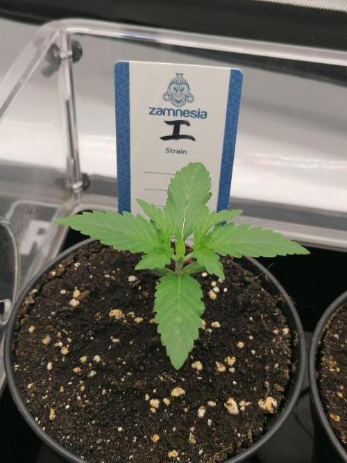 Die nächste Kirsche. Week 1 - Tag5