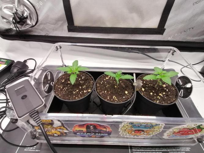 Die nächste Kirsche. Week 1 - Tag5