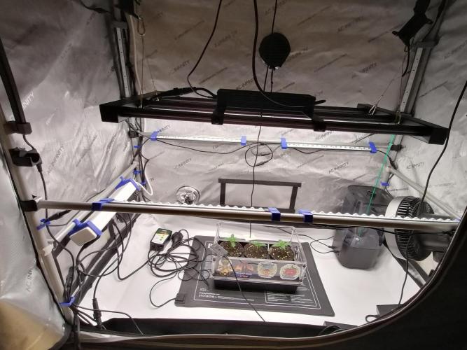 Die nächste Kirsche. Week 1 - So, Zelt wurde heut endlich fertig😎😎