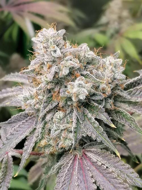 Nectar Drip (Zamnesia&TICAL). Week 16 - Rechts