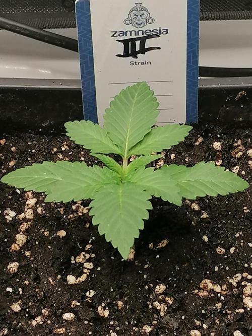 Die nächste Kirsche. Week 2