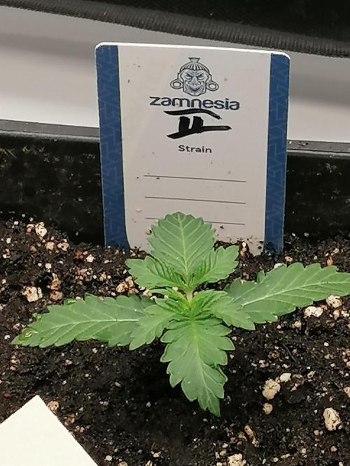 Die nächste Kirsche. Week 2