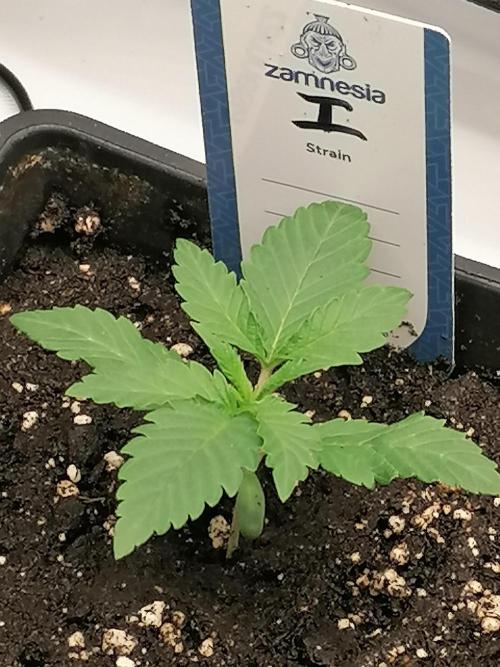 Die nächste Kirsche. Week 2