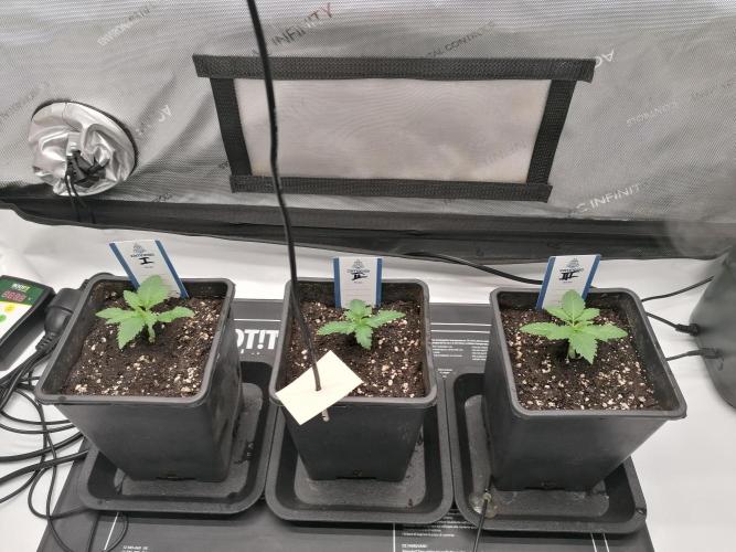 Die nächste Kirsche. Week 2