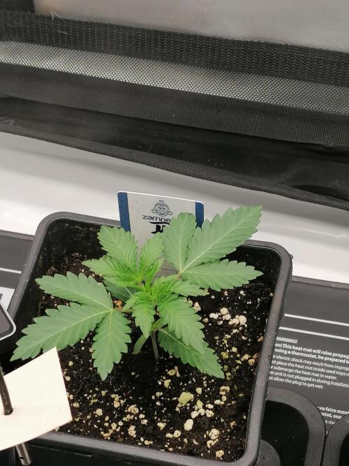 Die nächste Kirsche. Week 2 - Tag10