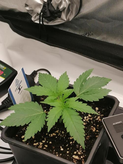 Die nächste Kirsche. Week 2 - Tag10